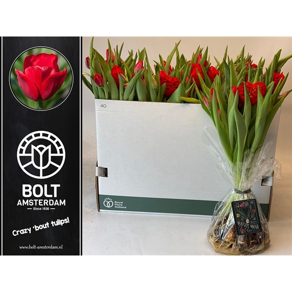 <h4>VALENTINE EDITION - Red Model - Tulips with bulbs - Large Bouquet - 10 Tulips</h4>