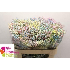 Gyps Pa Tinted Excellence Rainbow per Stem 750Gr EC