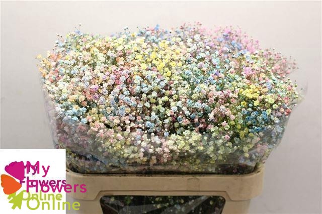 Gyps Pa Tinted Excellence Rainbow per Stem 750Gr EC