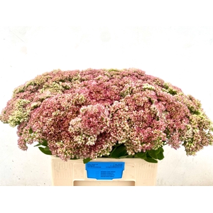 SEDUM SPECTABILE