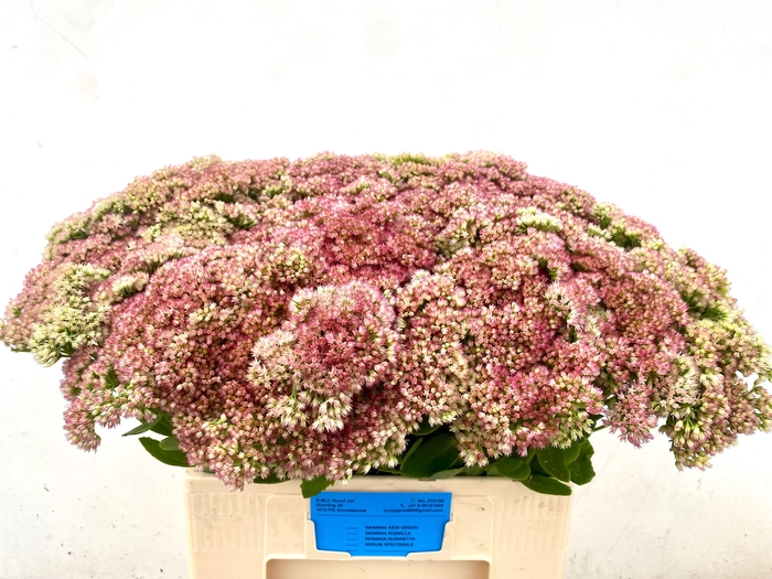 <h4>SEDUM SPECTABILE</h4>