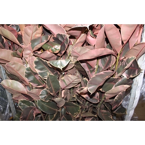 FICUS ELASTICA RUBY P23 MIN 3 HT