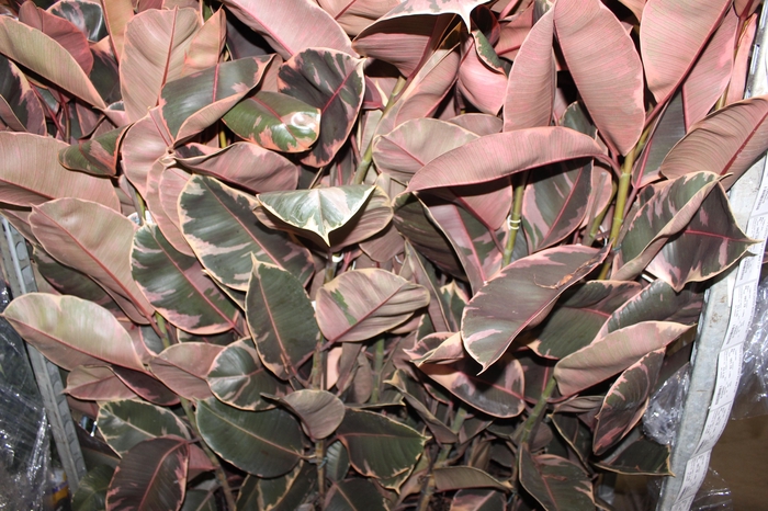 <h4>FICUS ELASTICA RUBY P23 MIN 3 HT</h4>