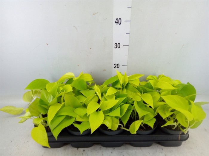 <h4>Epipremnum pinn. 'Golden Pothos'</h4>