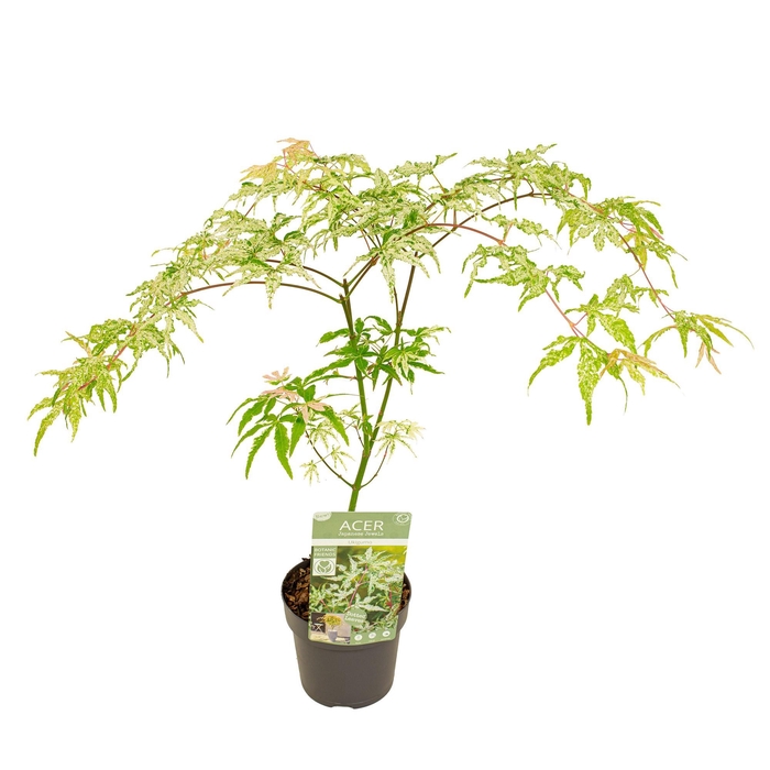 <h4>Acer palm. 'Ukigumo'</h4>