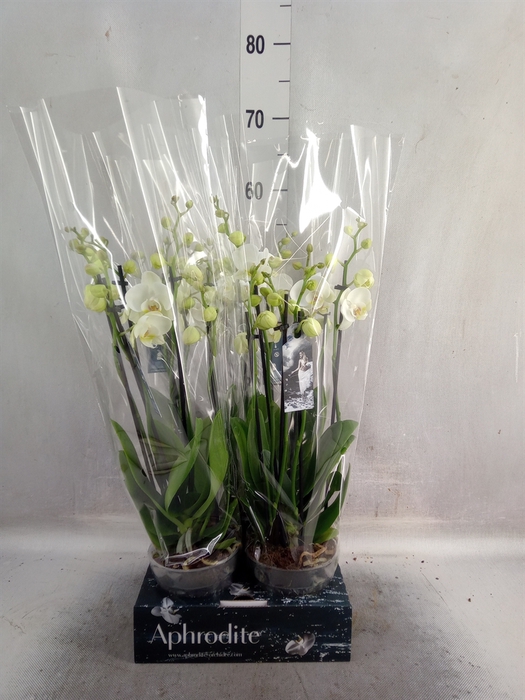 <h4>Phalaenopsis   ...white</h4>