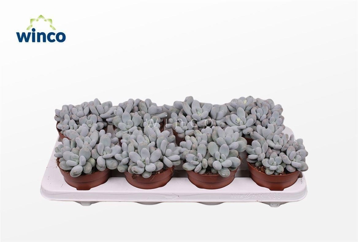 Pachyphytum Oviferum