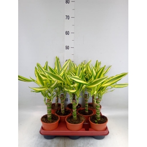 Dracaena frag. 'Yellow Coast'