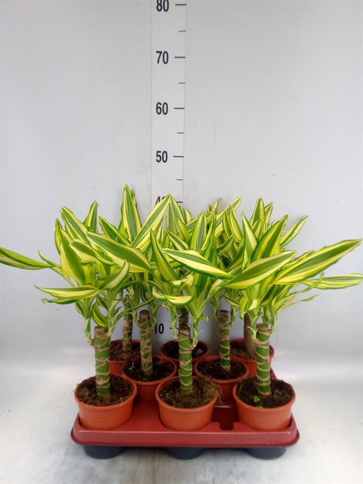 <h4>Dracaena frag. 'Yellow Coast'</h4>