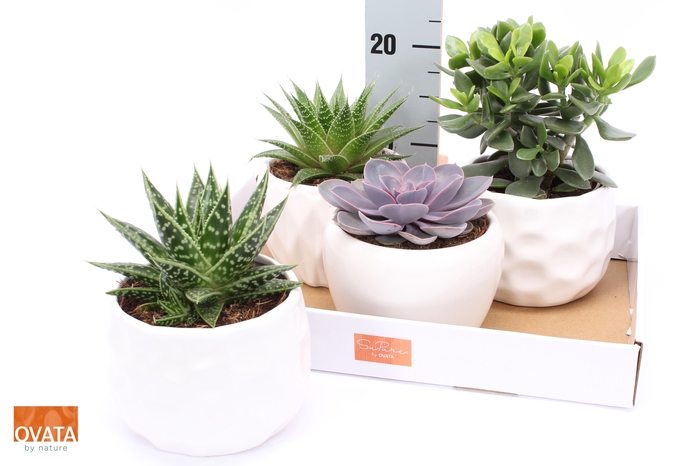 <h4>SUCC GEM 4 SRT</h4>