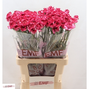 Di St Bacarat Purple EMF