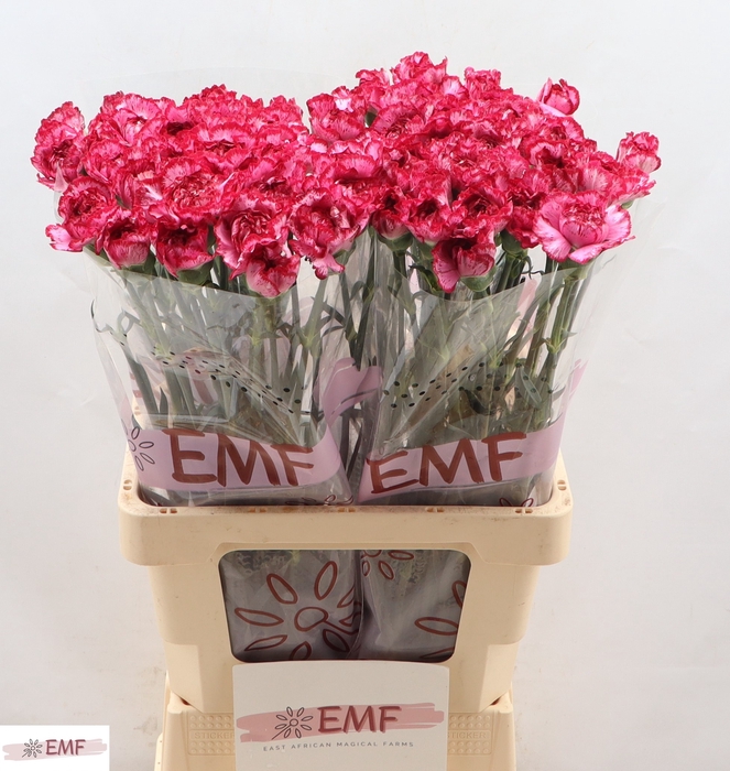 <h4>Di St Bacarat Purple EMF</h4>