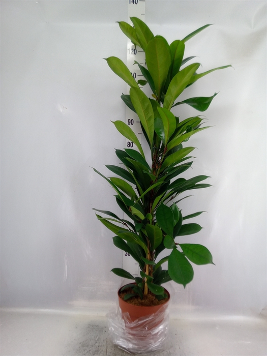 <h4>Ficus cyathistipula</h4>