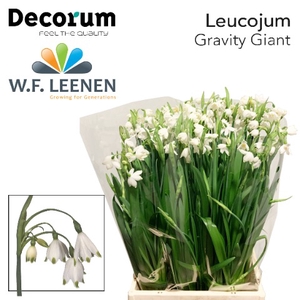 Leucojum Gravitey Giant 566