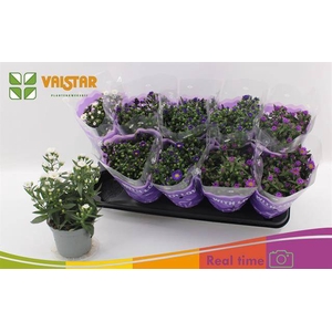 ASTER STARLETTA MIX P12