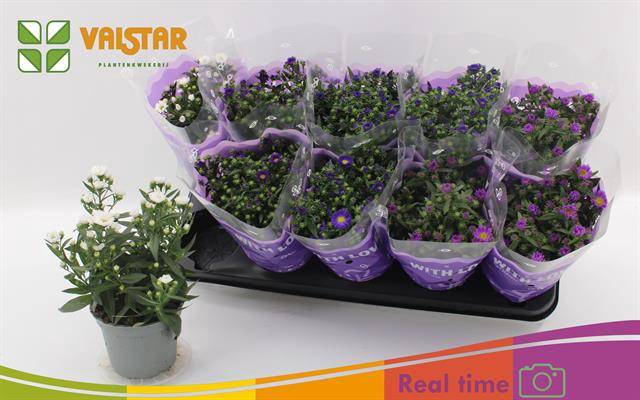 <h4>ASTER STARLETTA MIX P12</h4>