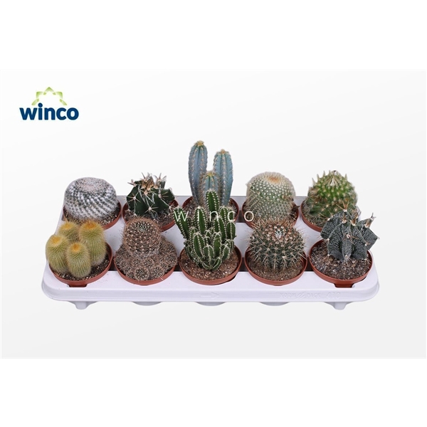 <h4>Cactus Mix (10spc.)</h4>