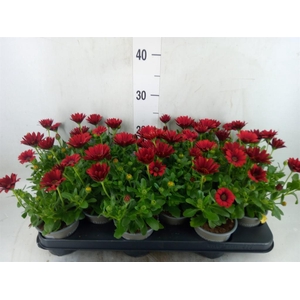 Osteospermum  'Sunny Dixie'