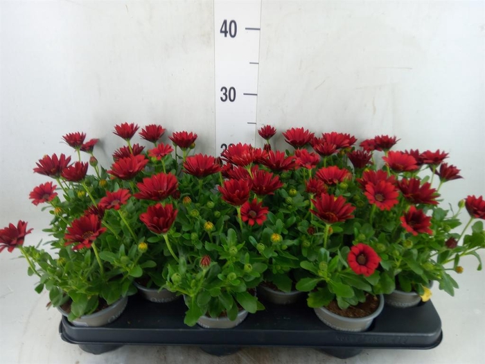 <h4>Osteospermum  'Sunny Dixie'</h4>
