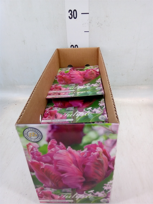 <h4>Tulipa   ...flowerbulbs</h4>
