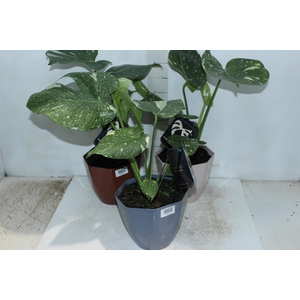 MONSTERA THAI CONSTELLATION P18