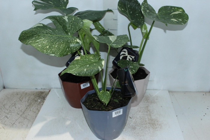 <h4>MONSTERA THAI CONSTELLATION P18</h4>