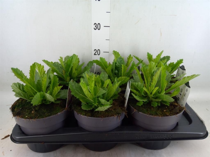 <h4>Verbena rigida</h4>