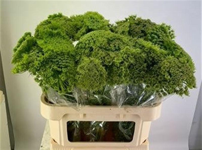 <h4>Ammi Vis Green Mist</h4>