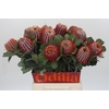Banksia Coccinea
