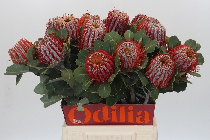 <h4>Banksia Coccinea</h4>