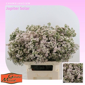 Chame Un Jupiter Sol Light Pink 80cm