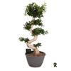 Ficus Mi Overig bonsai Ginseng S-Type