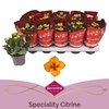 Kalanchoe blossfeldiana Citrine