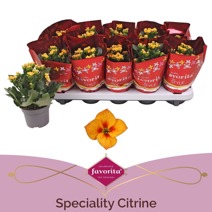 <h4>Kalanchoe blossfeldiana Citrine</h4>