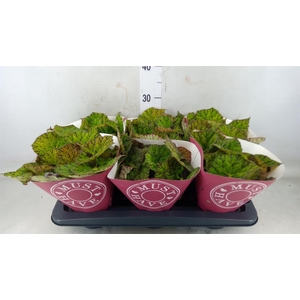 Begonia BD 'Lime Fever'