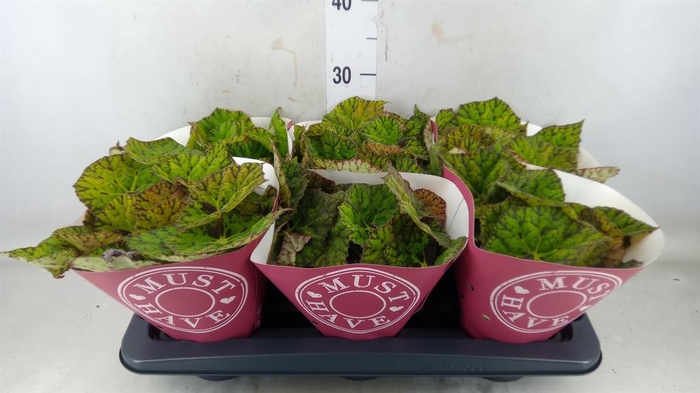 <h4>Begonia BD 'Lime Fever'</h4>