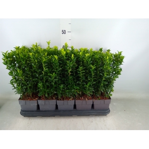 Euonymus japon. 'Green Spire'
