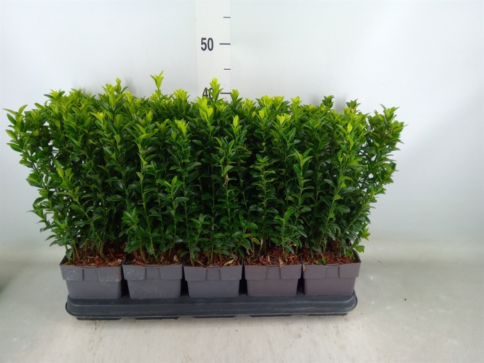 <h4>Euonymus japon. 'Green Spire'</h4>