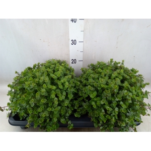 Callisia repens