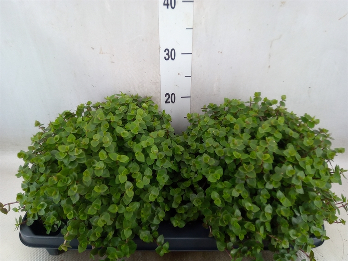 <h4>Callisia repens</h4>