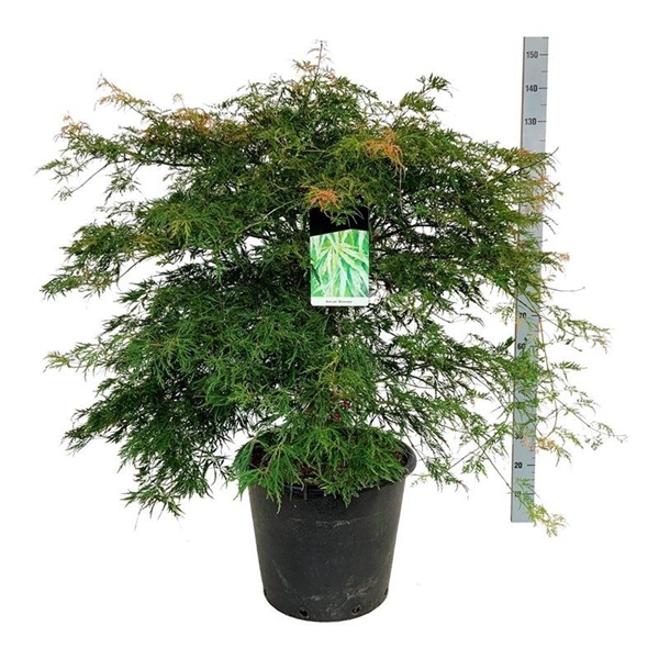 <h4>Acer pal. 'Dissectum'</h4>