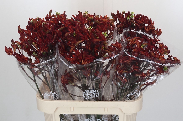<h4>Anigozanthos Early Spring Indoor</h4>