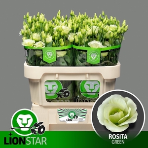 Lisianthus do rosita green