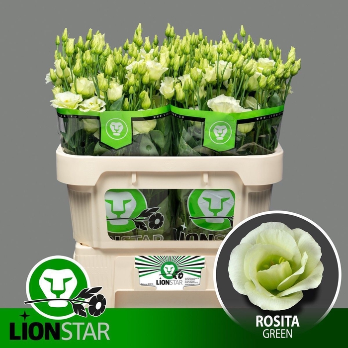 <h4>Lisianthus do rosita green</h4>