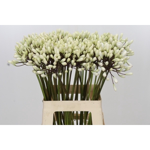Agapanthus Barcelona