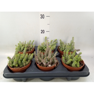 Crassula marnieriana