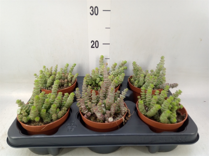 <h4>Crassula marnieriana</h4>