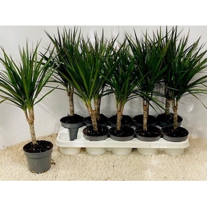 DRA MARGINATA