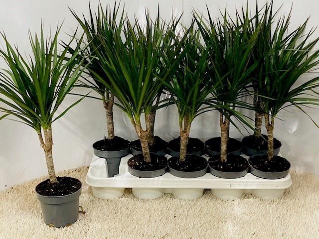 <h4>DRA MARGINATA</h4>