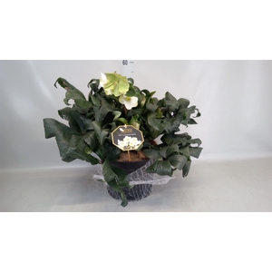 Helleborus  'Ice N Roses White'